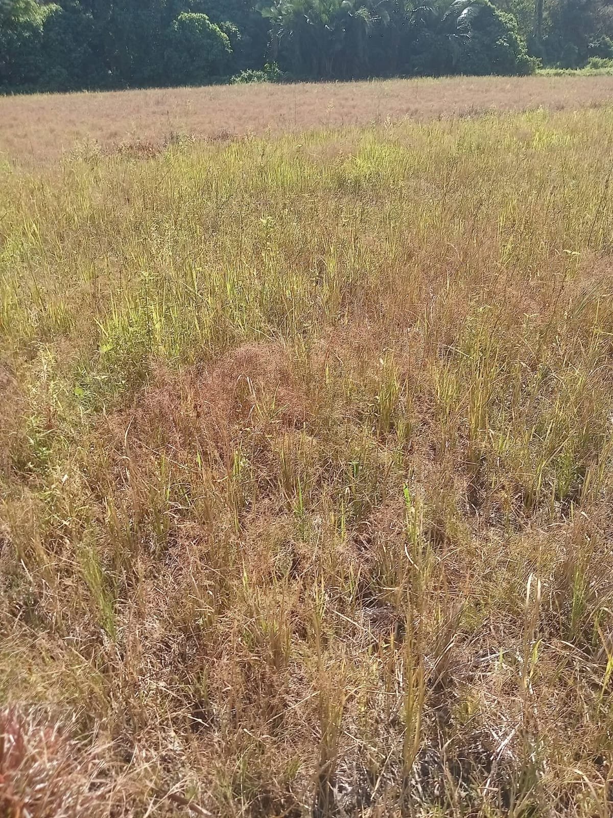 Petani Tolitoli Bertaruh pada Hujan, KTNA Desak Irigasi Perpipaan Segera Dibangun